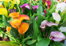 Callilys Pink And Yellow Calla Lilies Free Stock Photo - Public Domain Pictures