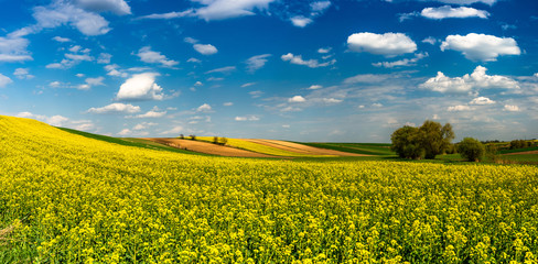 Poster - Panoramic Image or Picturesque Countryside. Canola or Rape Fields, Trees and Blue Sky
