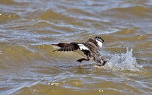 Red Breasted Merganser In Flight.Natural Scene From Lake Michigan.
