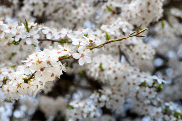 Wall Mural - Flowering white tree at springtime. Branch of blossoming cherry plum selective focus over out of focus flowering background.