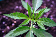 hemp plant cannabis growing in dirt vegetative