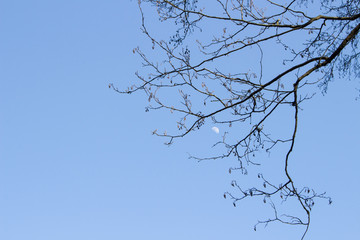 Bare tree branches against the background of the day sky with the moon