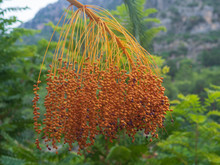 A Cluster Of Dates Hanging From A Date Palm Slowly Ripening. A Branch Of Unripe Dates Hanging From A Date Palm. Close Up.