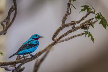 Poster - Spangled cotinga (Cotinga cayana)