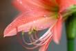 © ADSKrongsawat - Pink hippopotamus or amaryllis in the rainy season.