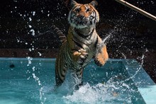 A Large Female Tiger Is Playing In The Water.
