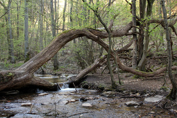 tree that beautifully fell across the river, formed a magical portal, a waterfall flows along the trunk against the background of the forest, the concept of spring wildlife