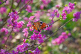 Fototapeta Londyn - Peacock butterfly on blooming mezereon branches on sunny spring day
