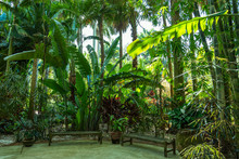 View Of Sunken Gardens, In Saint Petersburg/Florida.