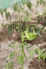 Withering tomato seedlings plant quality control with abnormal conditions of high temperatures and lack of water. Home gardening greenhouse.