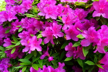 Purple Formosa Azalea Is A Larger Sized Evergreen Azalea. Bush Of Bright Lavender Colored Azalea