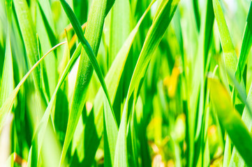 Summer green grass closeup. Large leaves. Agricultural field with plants in the sun. Background for graphic design of agro booklet.