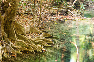 Tropical tree roots in green water of flowing stream in Erawan National park, Thailand