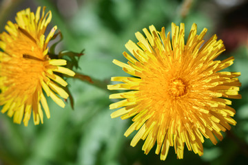 two dandelions on a background of green grass