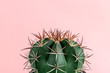 Minimal green cactus houseplant on pastel pink background