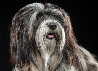 Wall Mural - Tibetan Terrier, dog, portrait on a black background