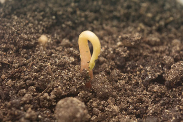 green spring young seedlings of tomatoes and peppers in the garden. sprout seedlings pepper and tomato macro