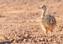 Baby Ostrich At The Cape Peninsula (South Africa)
