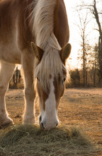 Belgian Draft Horse Eating Hay With Rising Sun Behind Him In Early Morning