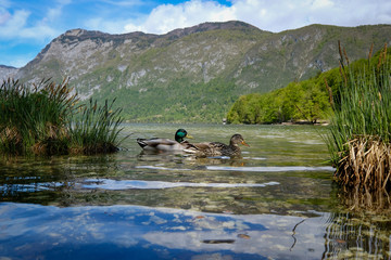 Poster - Ducks in clear waters of Bohinj lake