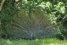 Peacock With Fanned Tail Feathers