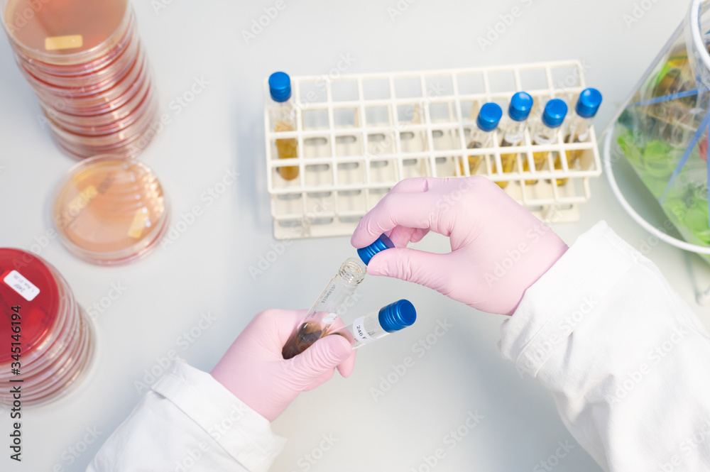 Lab Sample Share samples in a laboratory are spread out on agar plates, laboratory ...