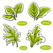Spinach, basil, lettuce, kale leaves. Colorful line sketch collection of vegetables and herbs isolated on white background. Doodle hand drawn vegetable icons. Vector illustration