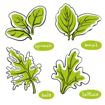 Spinach, basil, lettuce, kale leaves. Colorful line sketch collection of vegetables and herbs isolated on white background. Doodle hand drawn vegetable icons. Vector illustration