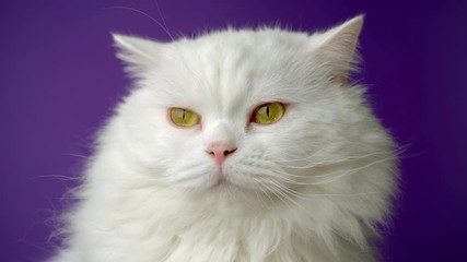 Wall Mural - Portrait of white furry cat. Studio colorful light footage. Luxurious domestic kitty poses on purple background.