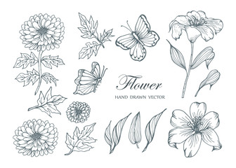 Sketch Floral Botany Collection. Flower drawings. Black and white with line art on white backgrounds. Hand Drawn Botanical Illustrations.Vector.3