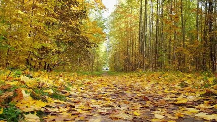 Wall Mural - POV moving along beautiful forest road covered with autumn leaves