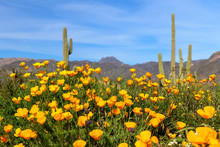 Mexican Poppies In Arizona