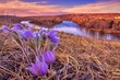 Prairie Crocus By The Bow River
