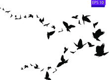 Flock Of Flying Birds. Transparent Background. Silhouette Of Flying Birds. Black Vector Flying Birds Flock Silhouette. EPS 10