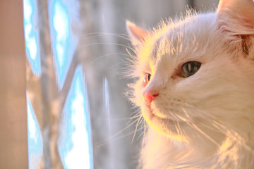 white cat with heterochromia looks out the window color