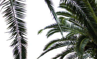 palm trees and branches by the sea on a warm summer day on vacation