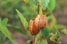 Physalis Minima - Native Gooseberry - Wild Cape Gooseberry
