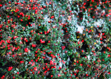Red Cotoneaster Berries On The Shrubs