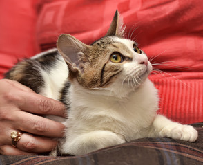 striped with white affectionate kitten