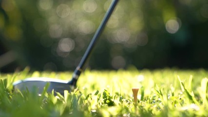 Wall Mural - Golf ball on green grass ready to be struck on golf course , slow motion .