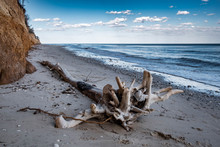 Tree On The Sand On The Sea Beach. The Black Sea In Odessa Region, Ukraine