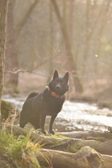 Young female of schipperke is sitting on trunk near to the water. She has so nice face. She is so patient model.