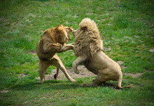 Two Lions Fighting Each Other In Safari Park