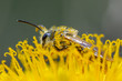 pszczoła z pyłkiem 