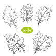 Kale salad leaves. Hand drawn black line sketch of herbs and salad greens isolated on white background/ Vector illustration