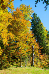 Wall Mural - Sunny autumn day in Bavarian Alps, Germany