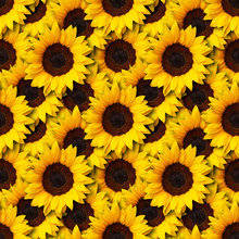 Sunflowers Flowers Seamless Pattern Design Background. Can Be Tiled