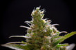 Macro detail of Cannabis flower trichomes (sour diesel strain)