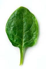 Wall Mural - spinach leaf on white