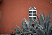 Closeup Of Agave Plants Beside A Red Wall With White Window